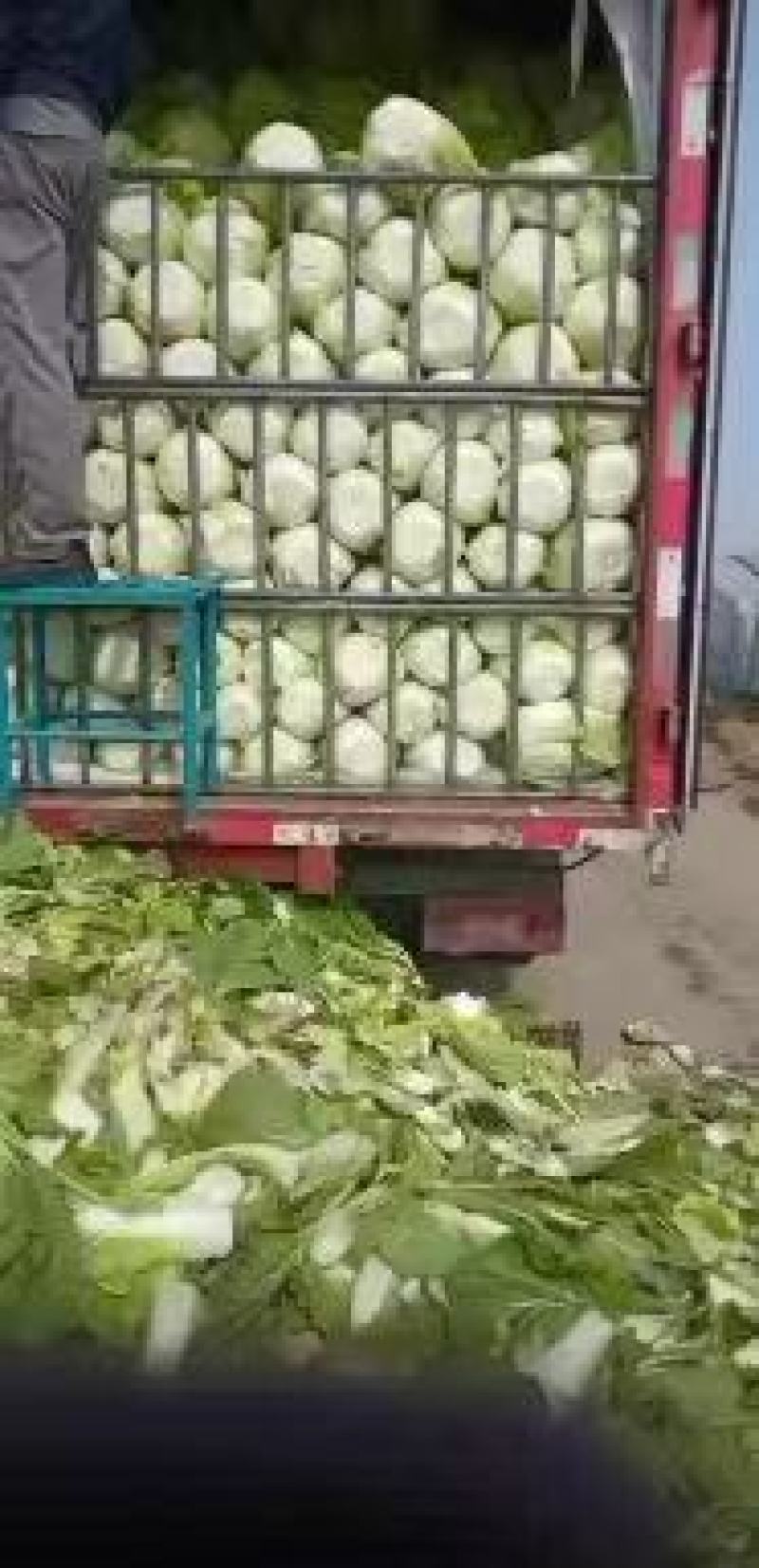 河北白菜黄心白菜大量供应可视频看货欢迎咨询