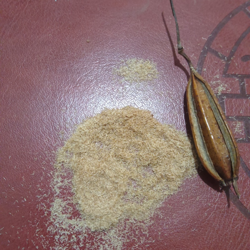 紫花三叉大白及