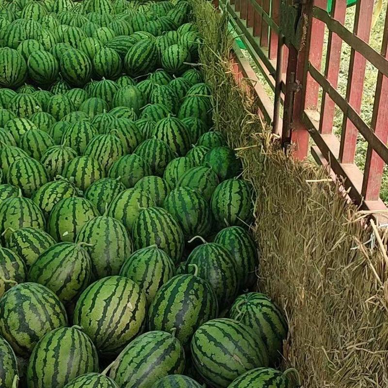攀枝花甜王西瓜汁水多个头大价格美丽供应全国各类市场