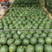 攀枝花甜王西瓜汁水多个头大价格美丽供应全国各类市场