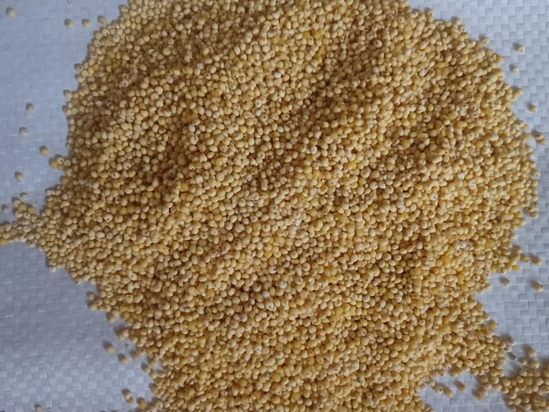 厂家直销大黄米新米一手货源拒绝中间商，欢迎到厂详谈