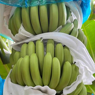 【精品】海南纯金黄巴西香蕉，产地直发，质量保证。