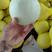 山东精品玉菇甜瓜产地直发供货稳定保证质量欢迎致电