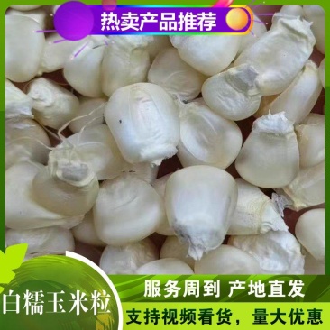 鲜食玉米之乡直供白糯玉米粒，货量充足保质保量欢迎实地考察