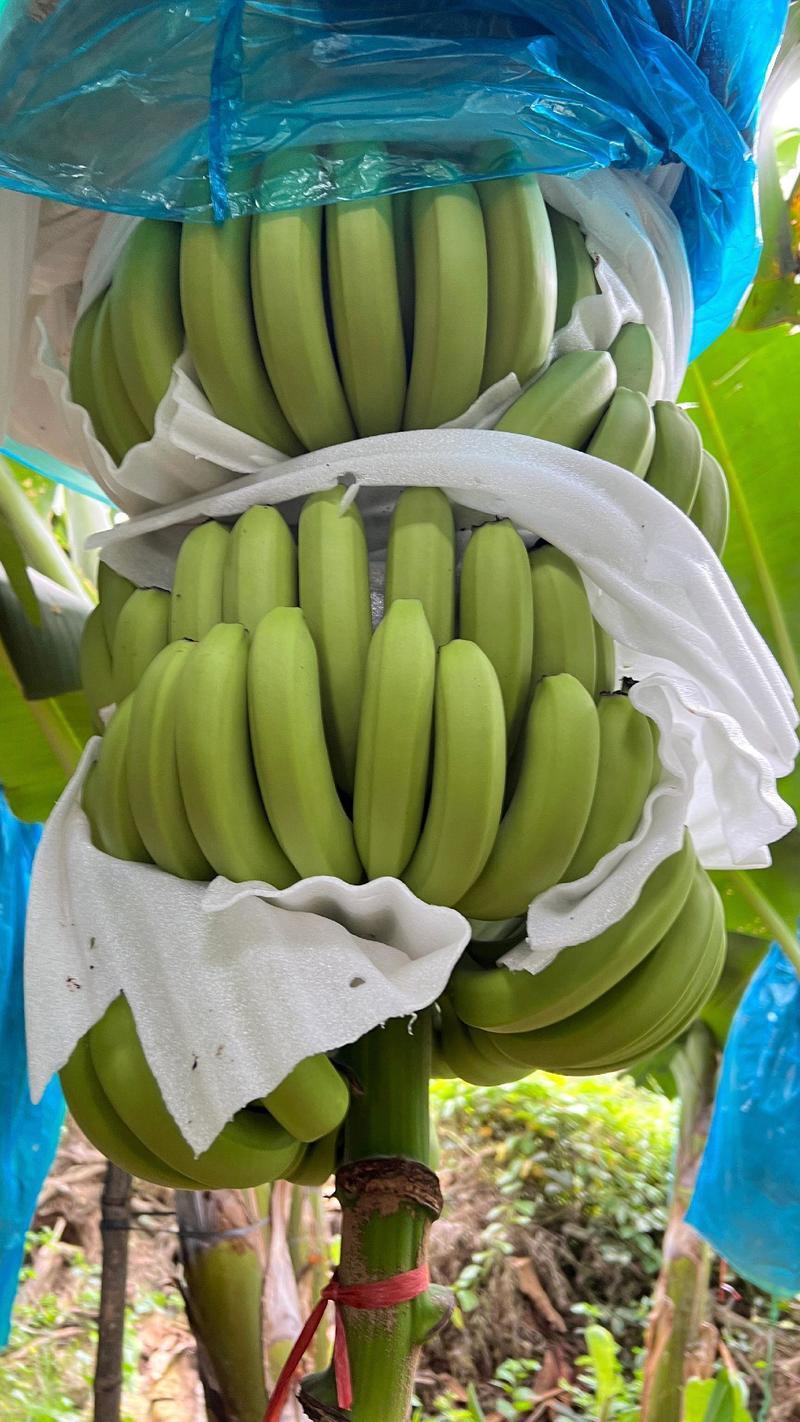 【精品】海南纯金黄巴西香蕉，产地直发质量保证（整车发货）
