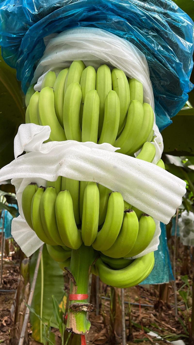 【精品】海南纯金黄巴西香蕉，产地直发质量保证（整车发货）
