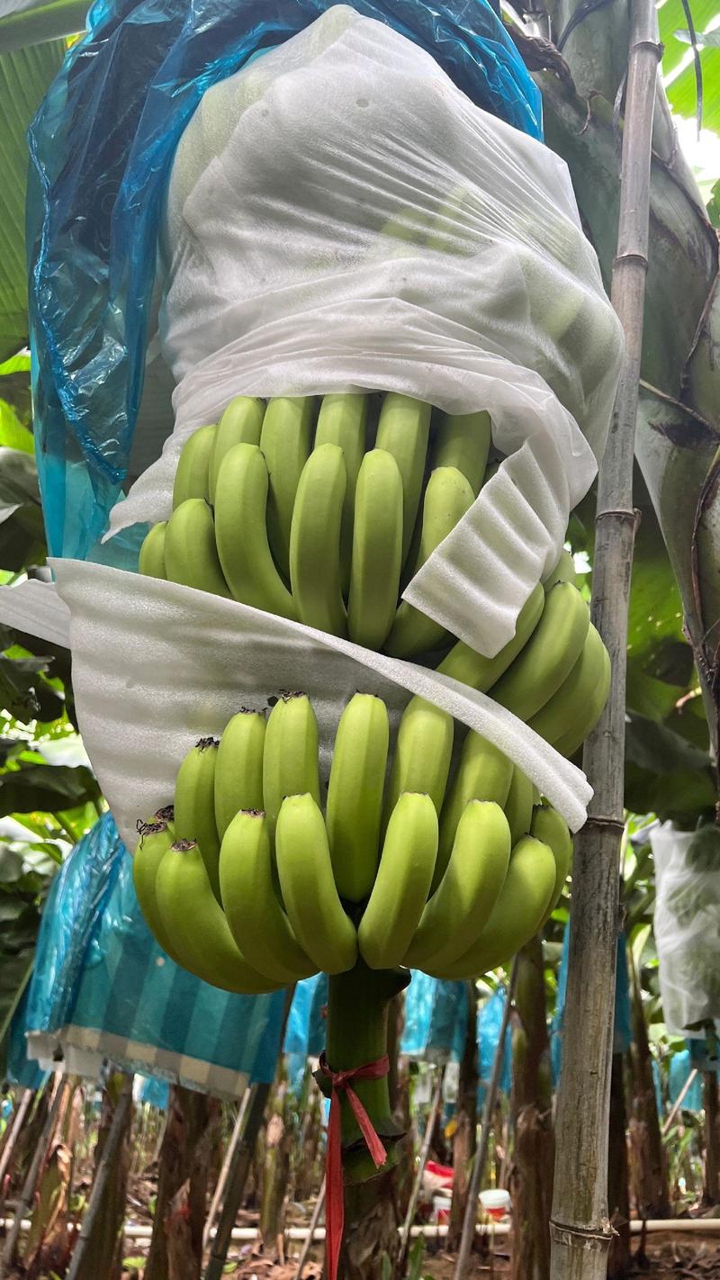 【精品】海南纯金黄巴西香蕉，产地直发，质量保证。