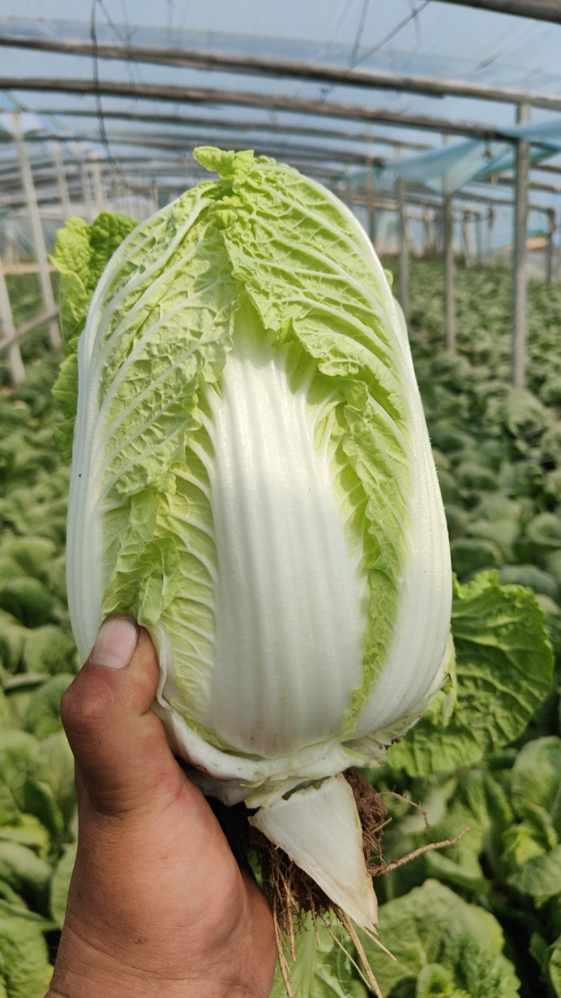 娃娃菜大量上市，精品娃娃菜，小娃娃，大娃娃