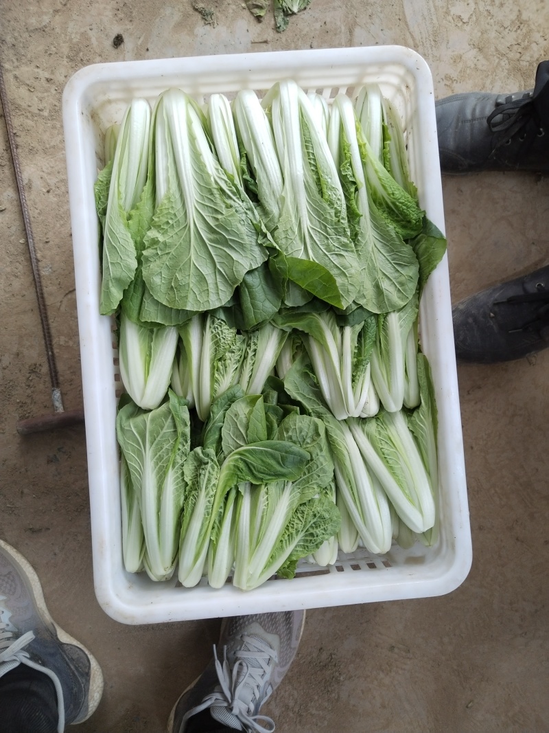 山东曹县万亩基地奶白菜大量上市，质量保证，对接全国批发