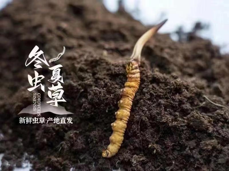 2024年头茬鲜虫草