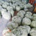 头茬精品芸豆大量上市色嫩绿油亮条长价格落落落