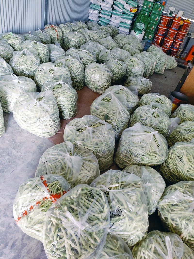 头茬精品芸豆大量上市色嫩绿油亮条长价格落落落