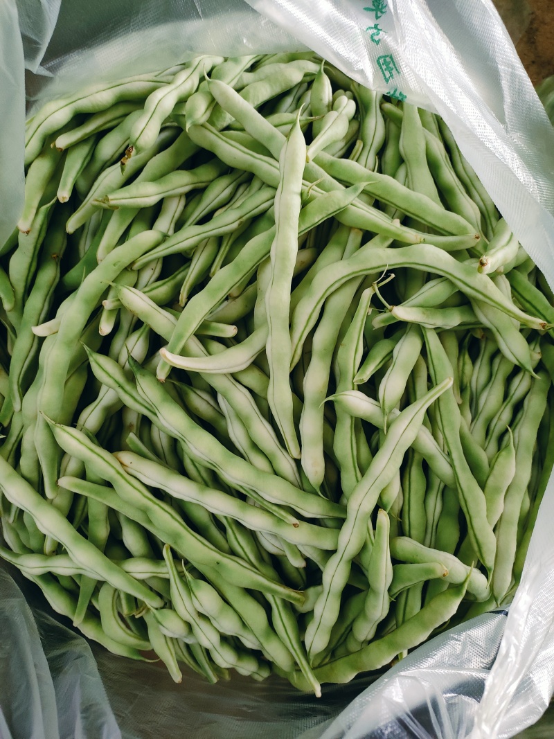 头茬精品芸豆大量上市色嫩绿油亮条长价格落落落