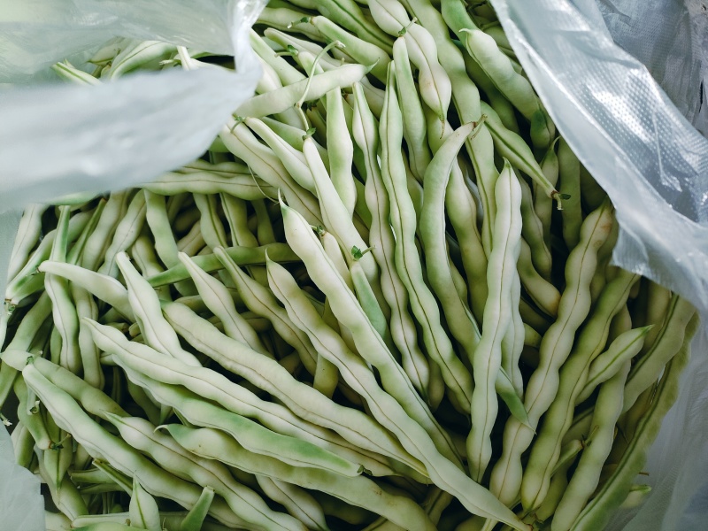 精品芸豆大量上市欢迎新老朋友的再次合作