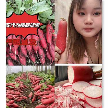 山东沂蒙山红皮萝卜大量上市全国代发提供一条龙服务