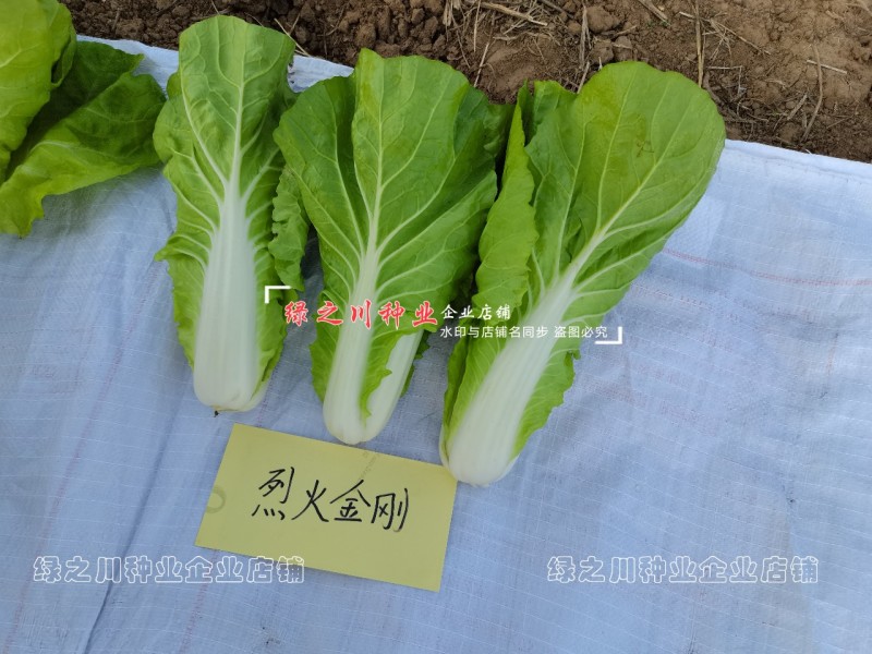 申萌烈火金刚快菜种子耐热小白菜种子抗热耐湿抗病基地专用