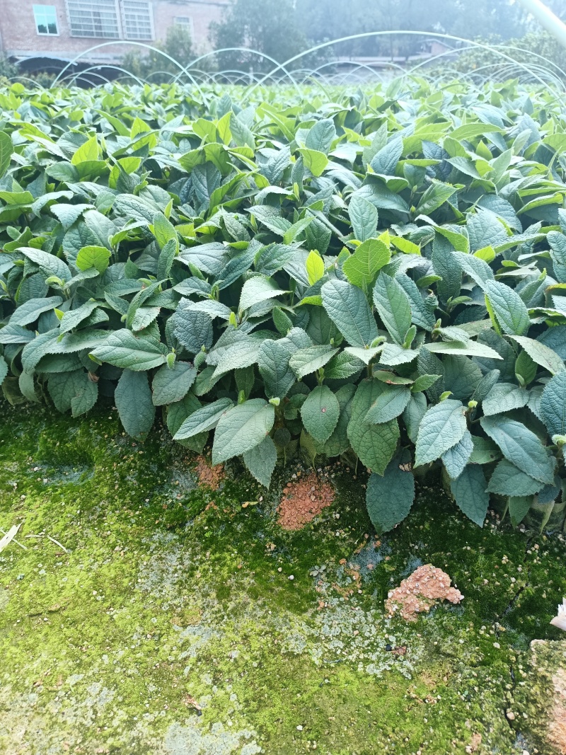 广西优质五指毛桃杯苗，产量高，提供技术，产地直发