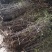 地径1公分以上野生药用酸枣苗，现起现发，沾生根剂泥浆装车