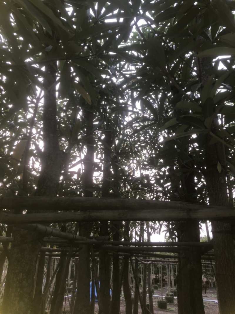 灯台树/盆架子5～20公分