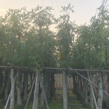 灯台树/盆架子5～20公分