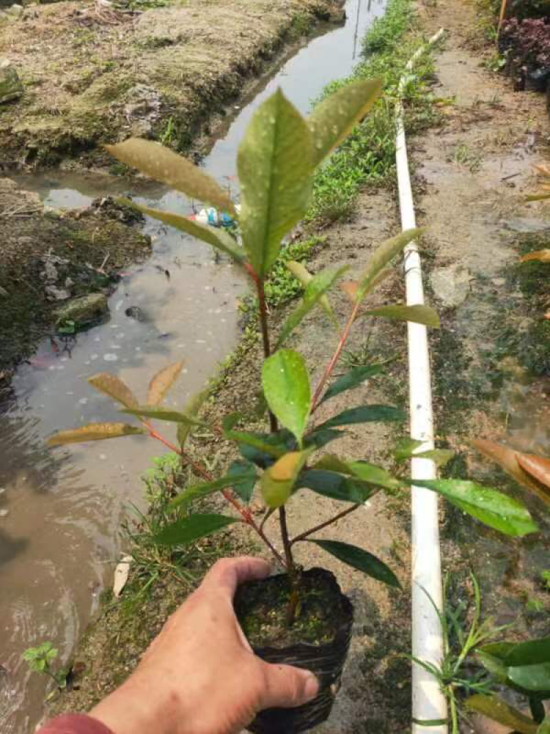红叶石楠小苗