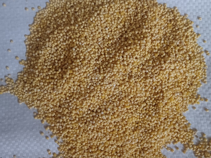 农户自家种植现磨的优质大黄米！长期稳定大量供货！支持定制