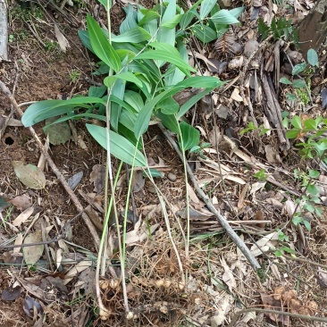 大量出售多花黄精苗(倒苗的也叫老虎姜)