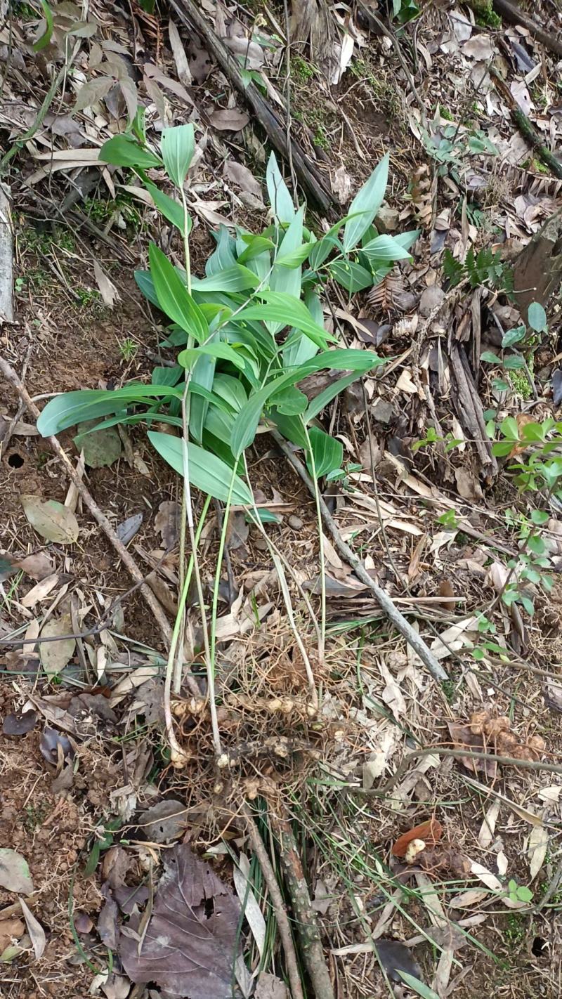 大量出售多花黄精苗(倒苗的也叫老虎姜)