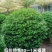 福建茶球50至1米