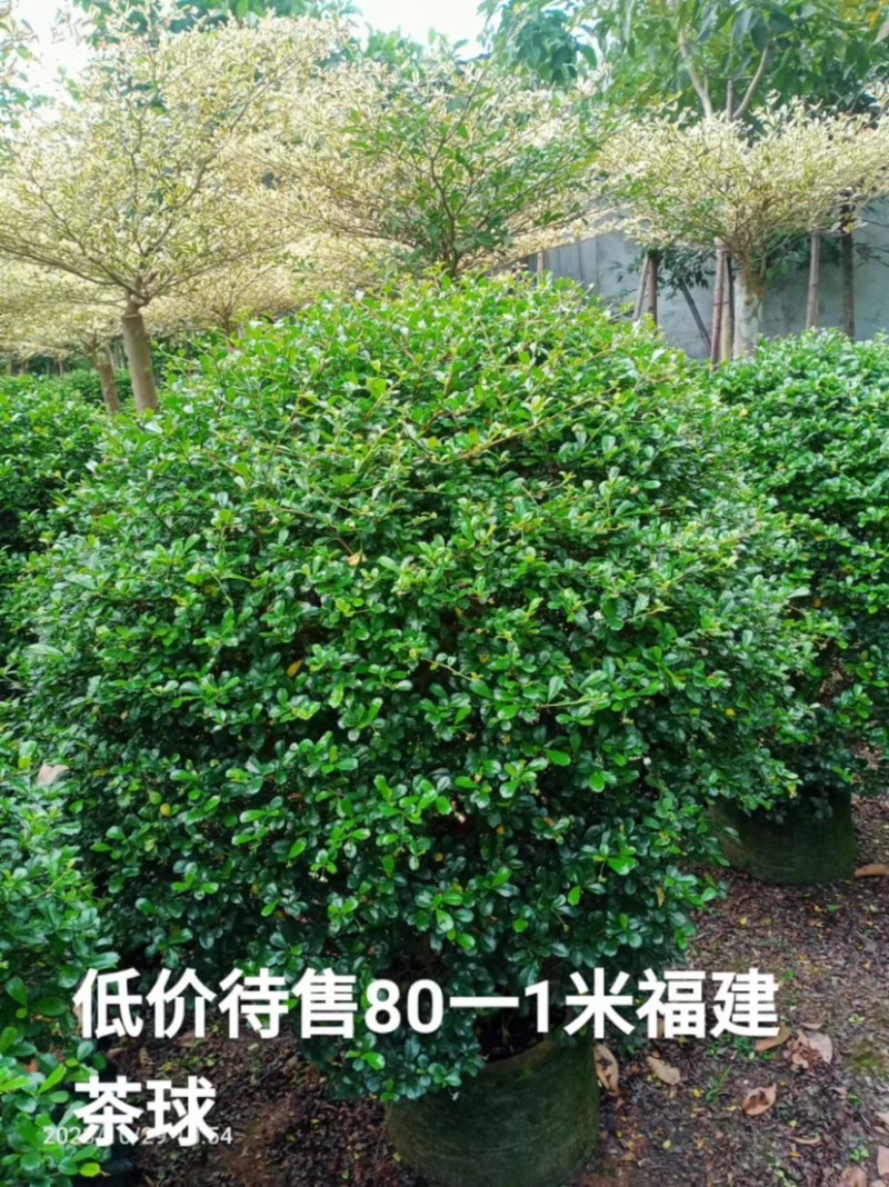 福建茶球50至1米