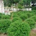 福建茶球50至1米