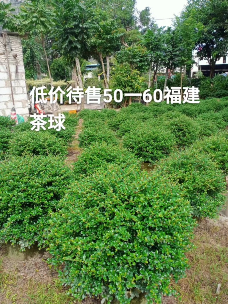 福建茶球50至1米