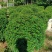 福建茶球50至1米