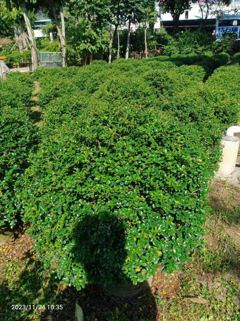 福建茶球50至1米