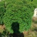 福建茶球50至1米