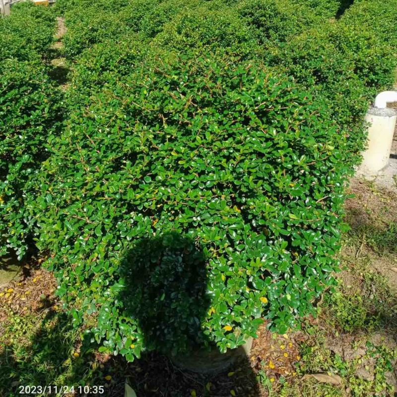福建茶球50至1米