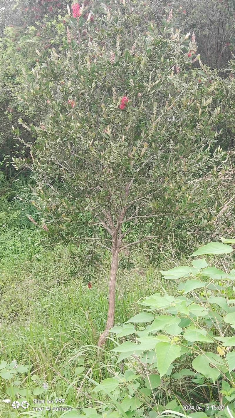 美花红千层/多花红千层，各种规格货源充足，价格优惠！