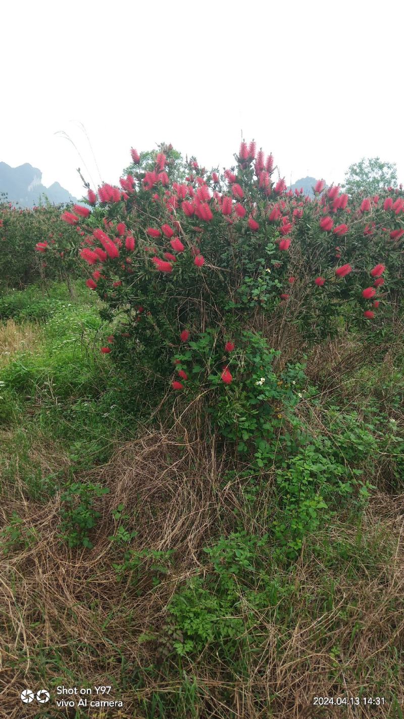 美花红千层/多花红千层，各种规格货源充足，价格优惠！