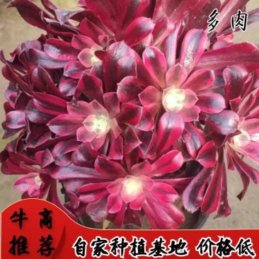 红覆轮法师多肉基地直发状态好，可以混批。