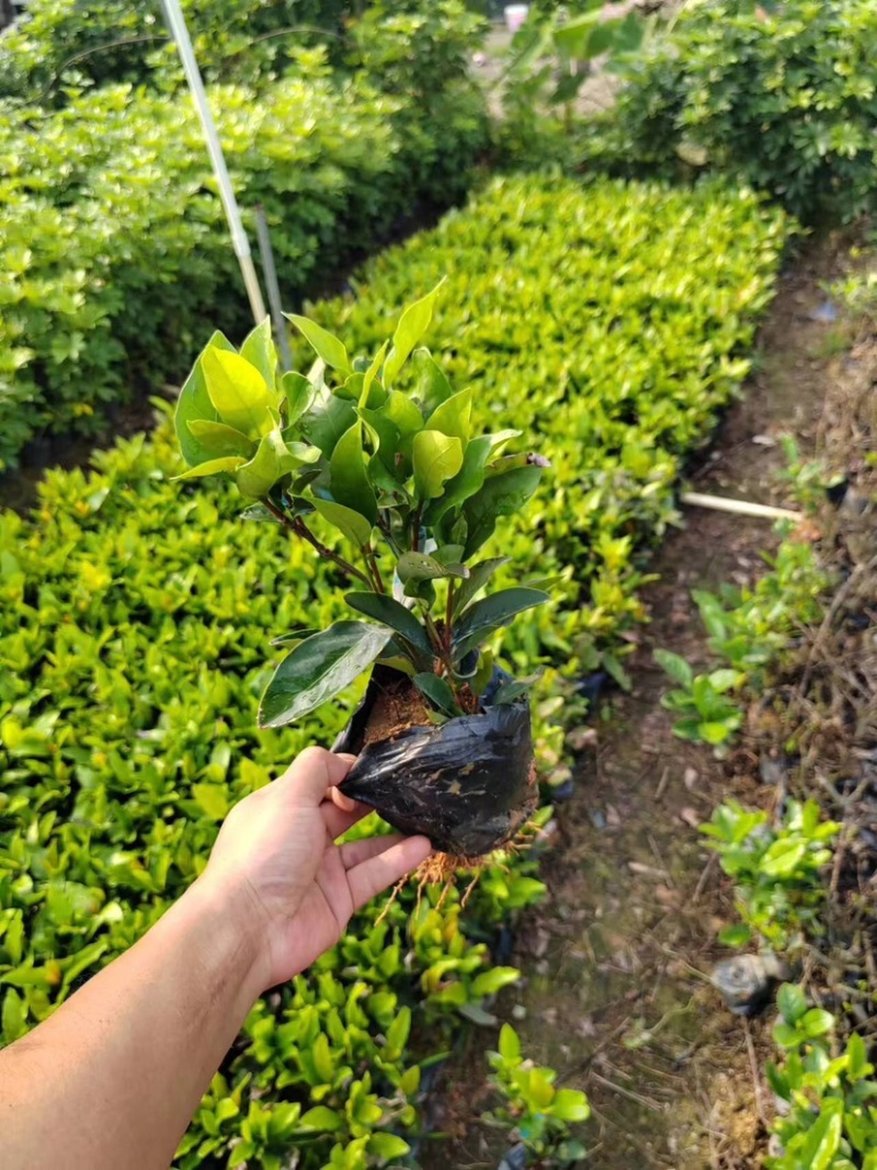 大叶/小叶龙船花盆栽