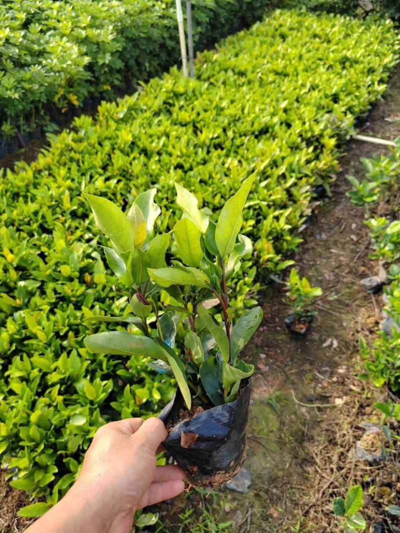 大叶/小叶龙船花盆栽