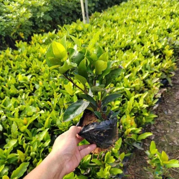 大叶/小叶龙船花盆栽