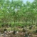 黄花槐3～6公分