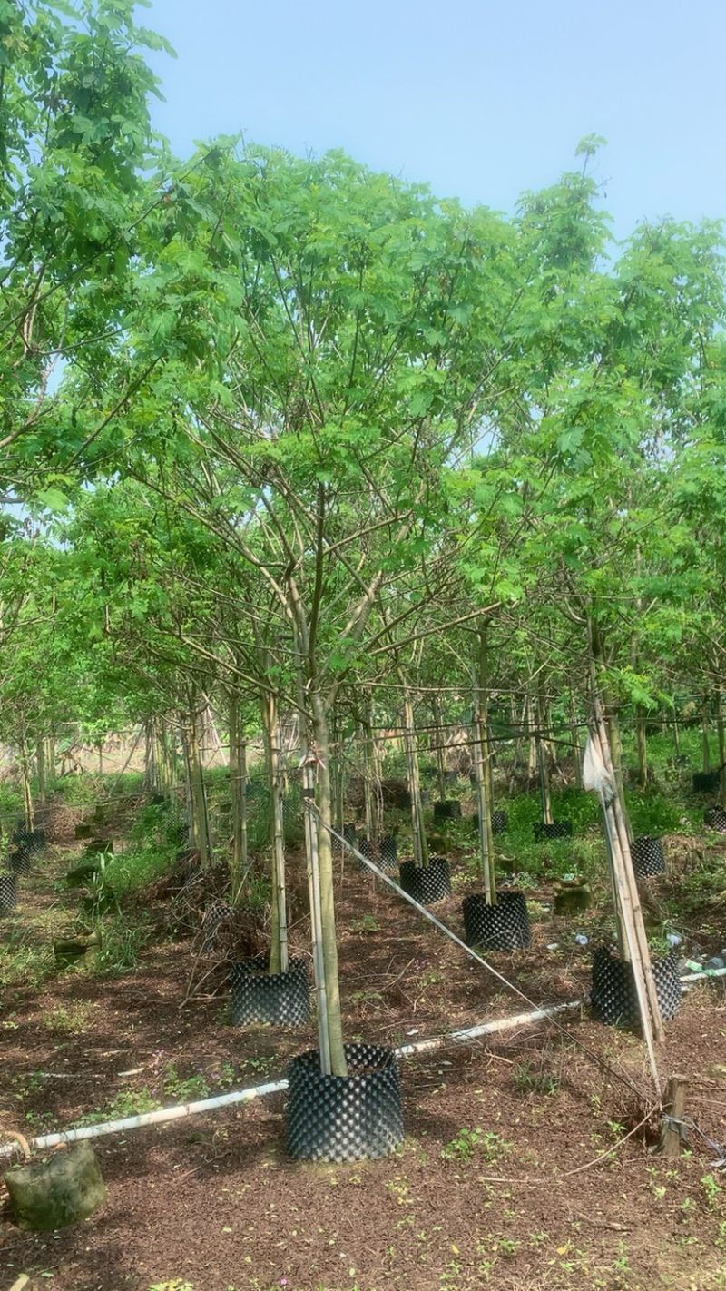 黄花槐3～6公分