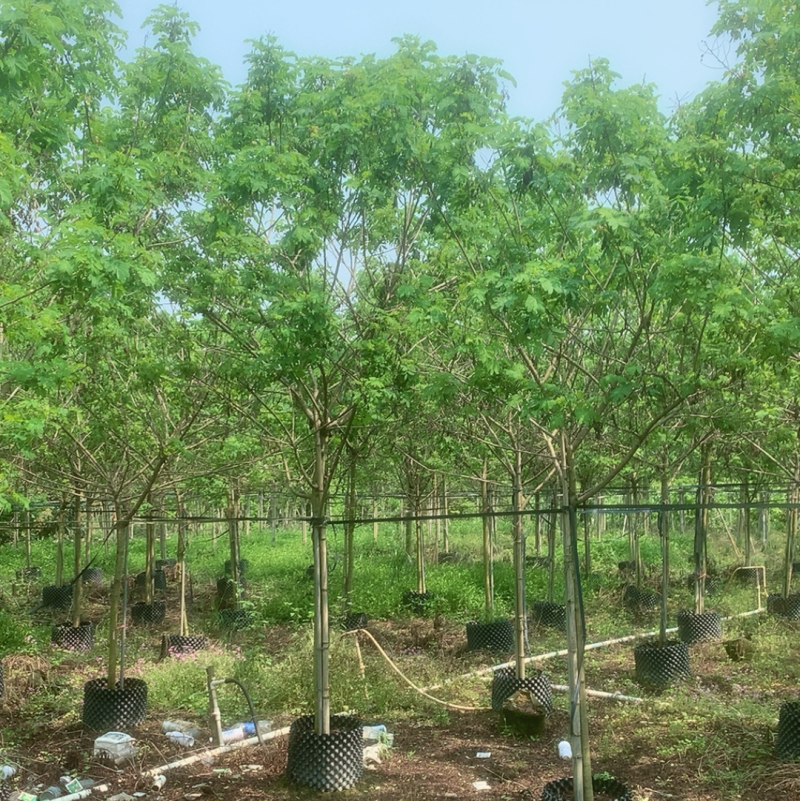 黄花槐3～6公分