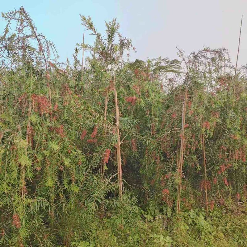 红千层（串钱柳）2～3公分地苗