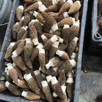 南京羊肚菌头茬好货