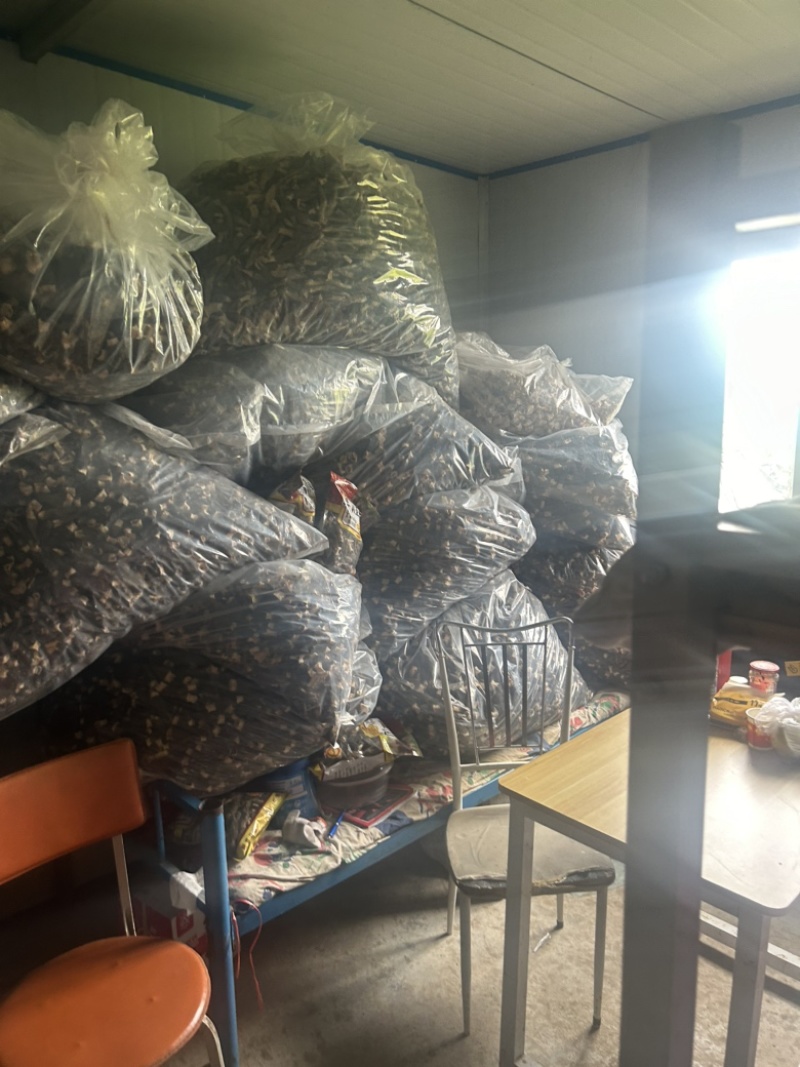 南京羊肚菌头茬好货
