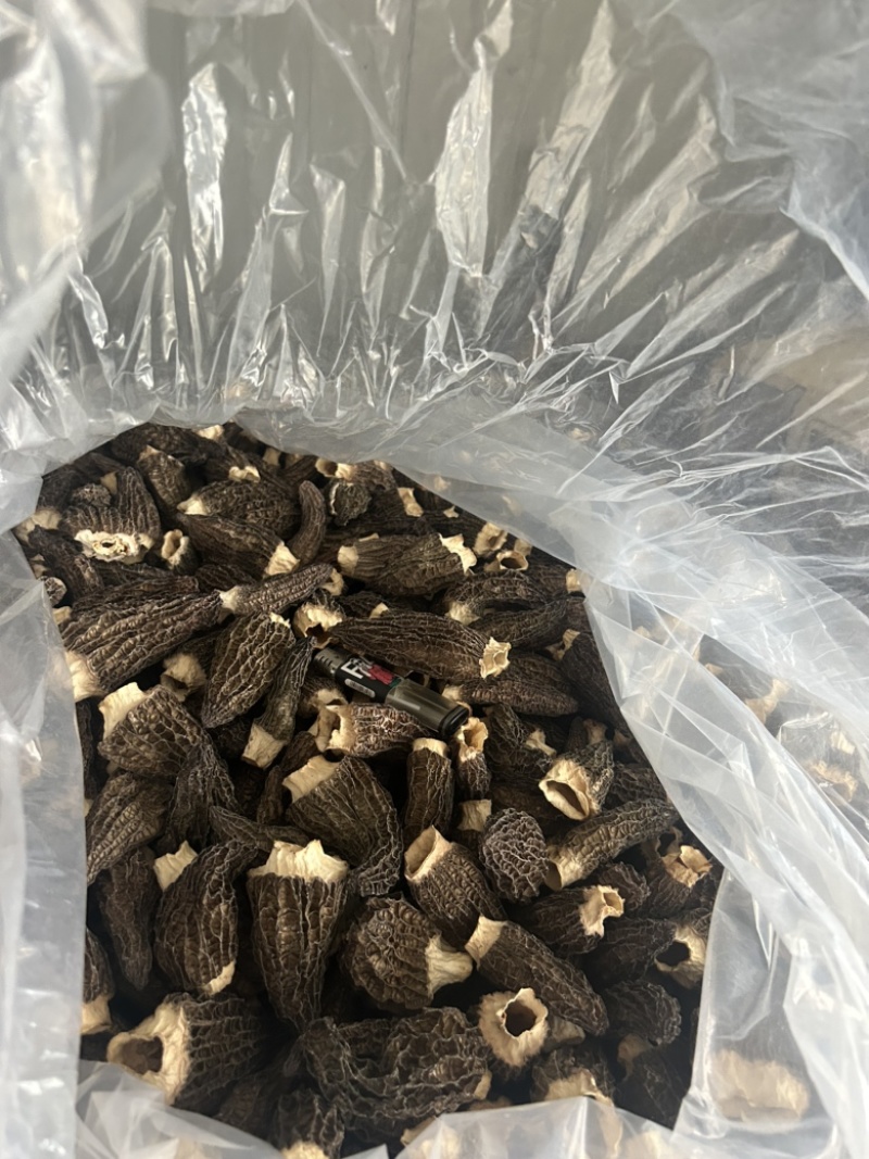 南京羊肚菌头茬好货