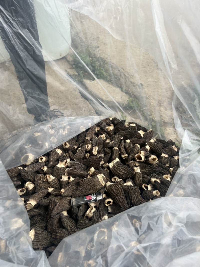 南京羊肚菌头茬好货